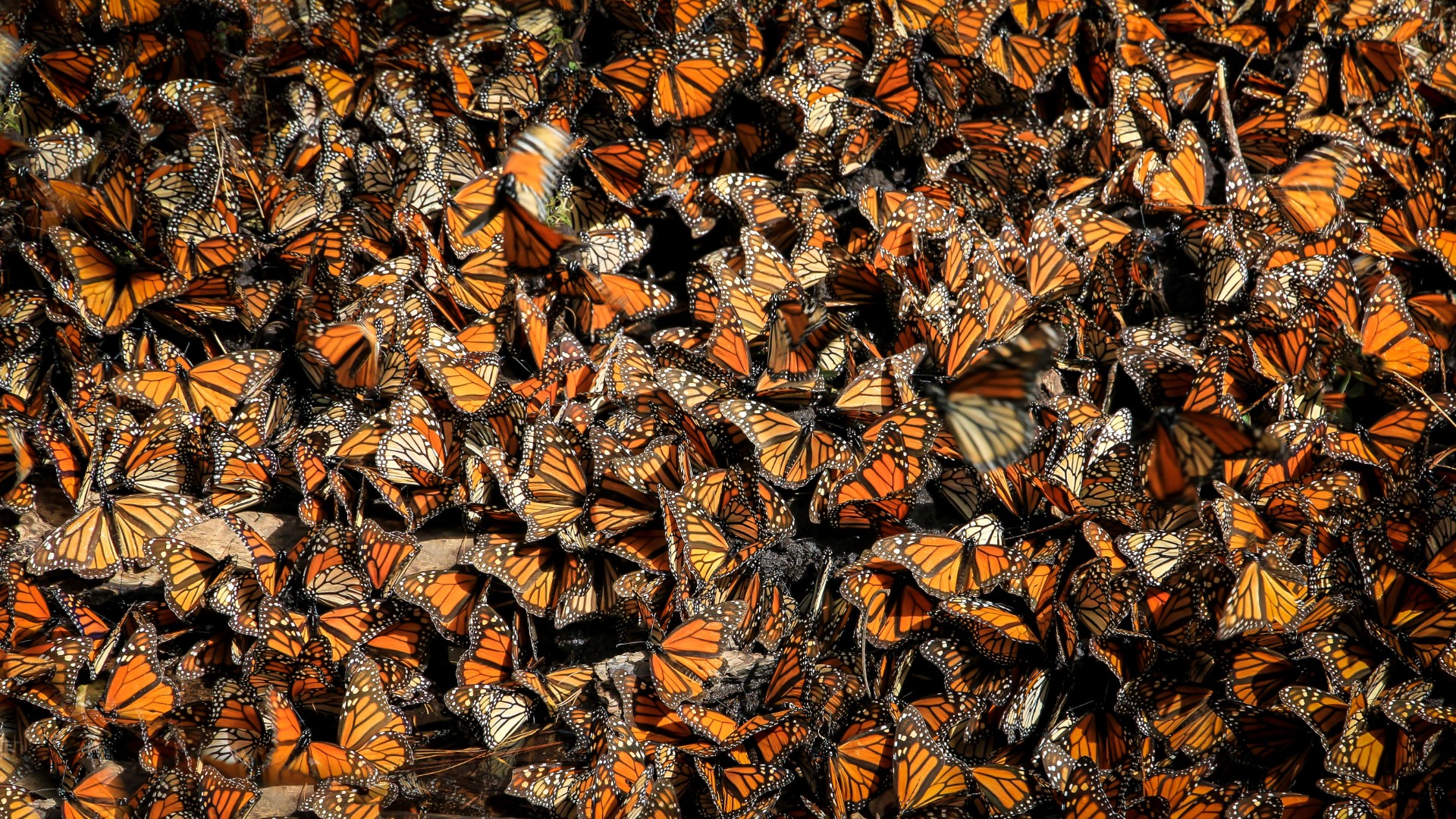 The Butterfly Effect: CEO Movement and the Chain Reaction
